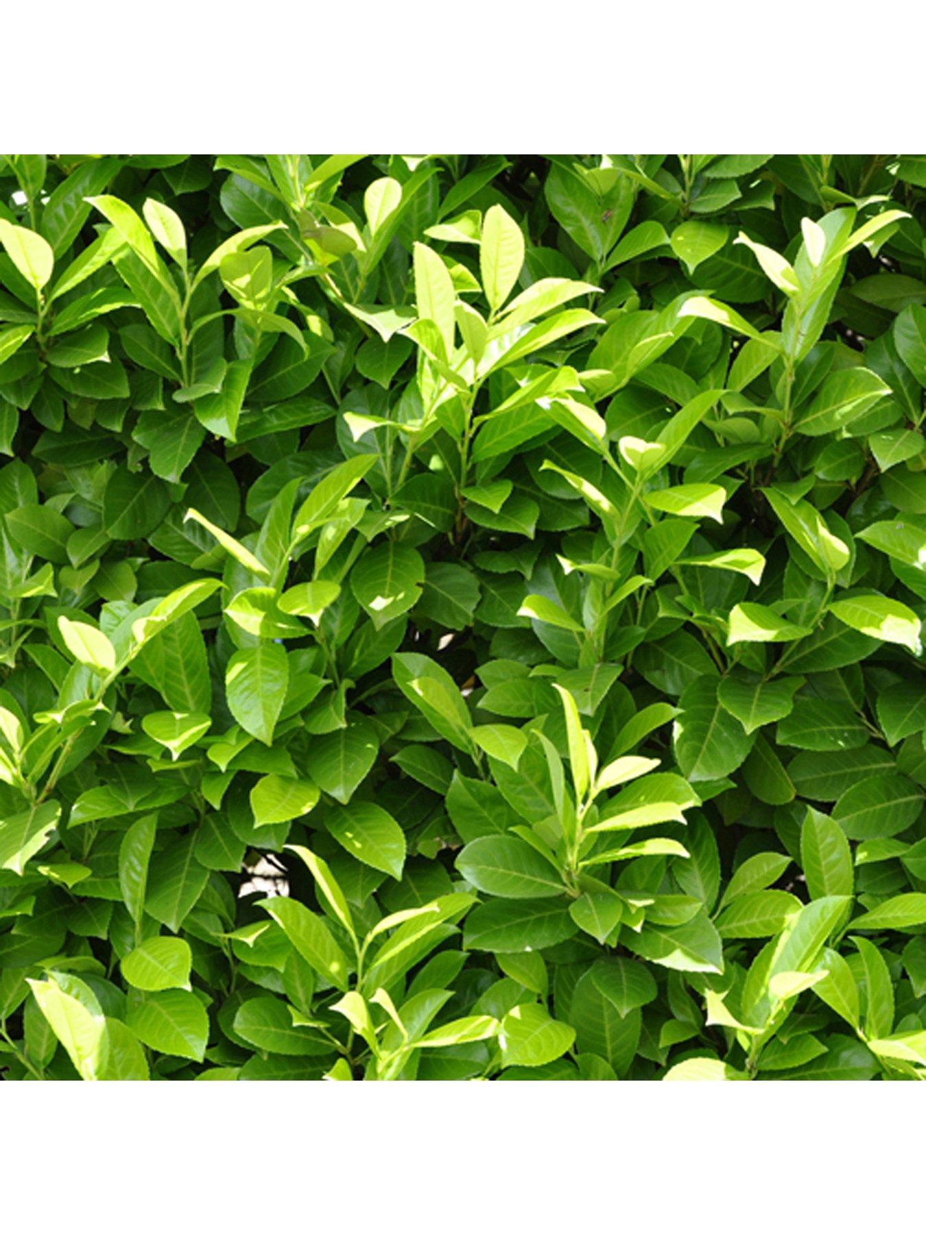 undefined Laurel Hedging Plants 9cm Pot