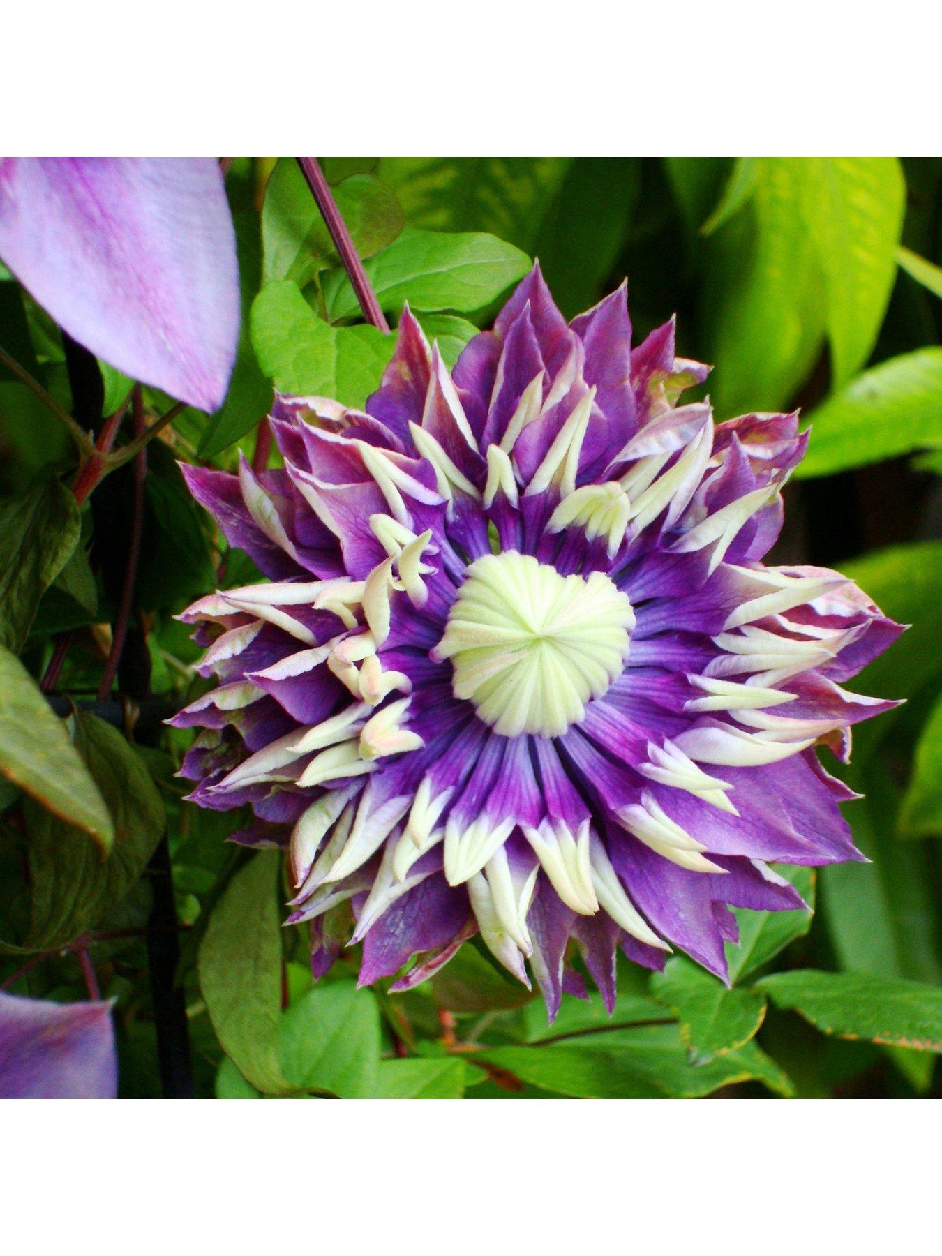 undefined Clematis 'Taiga'