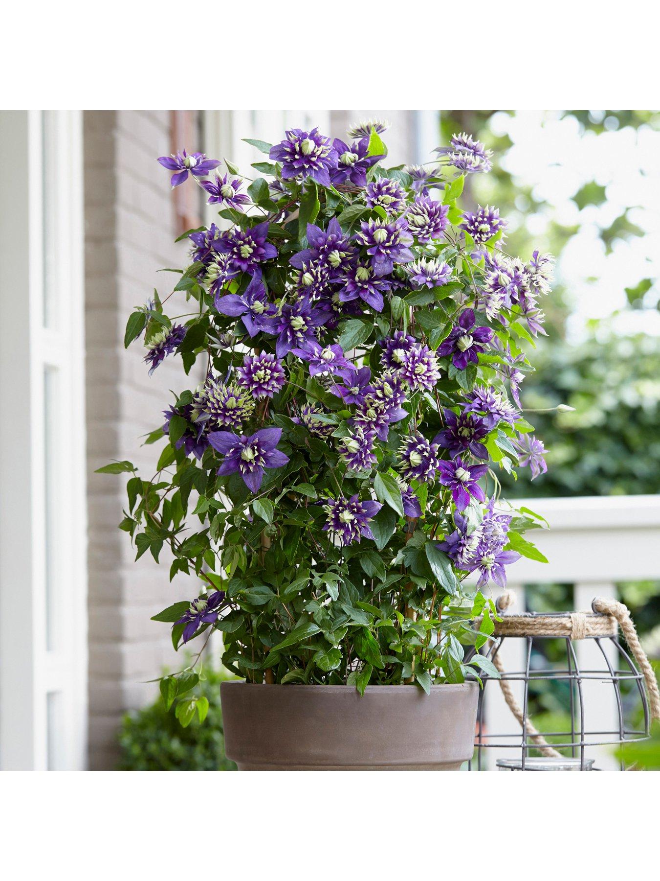 Pair Clematis 'Taiga' | Very.co.uk