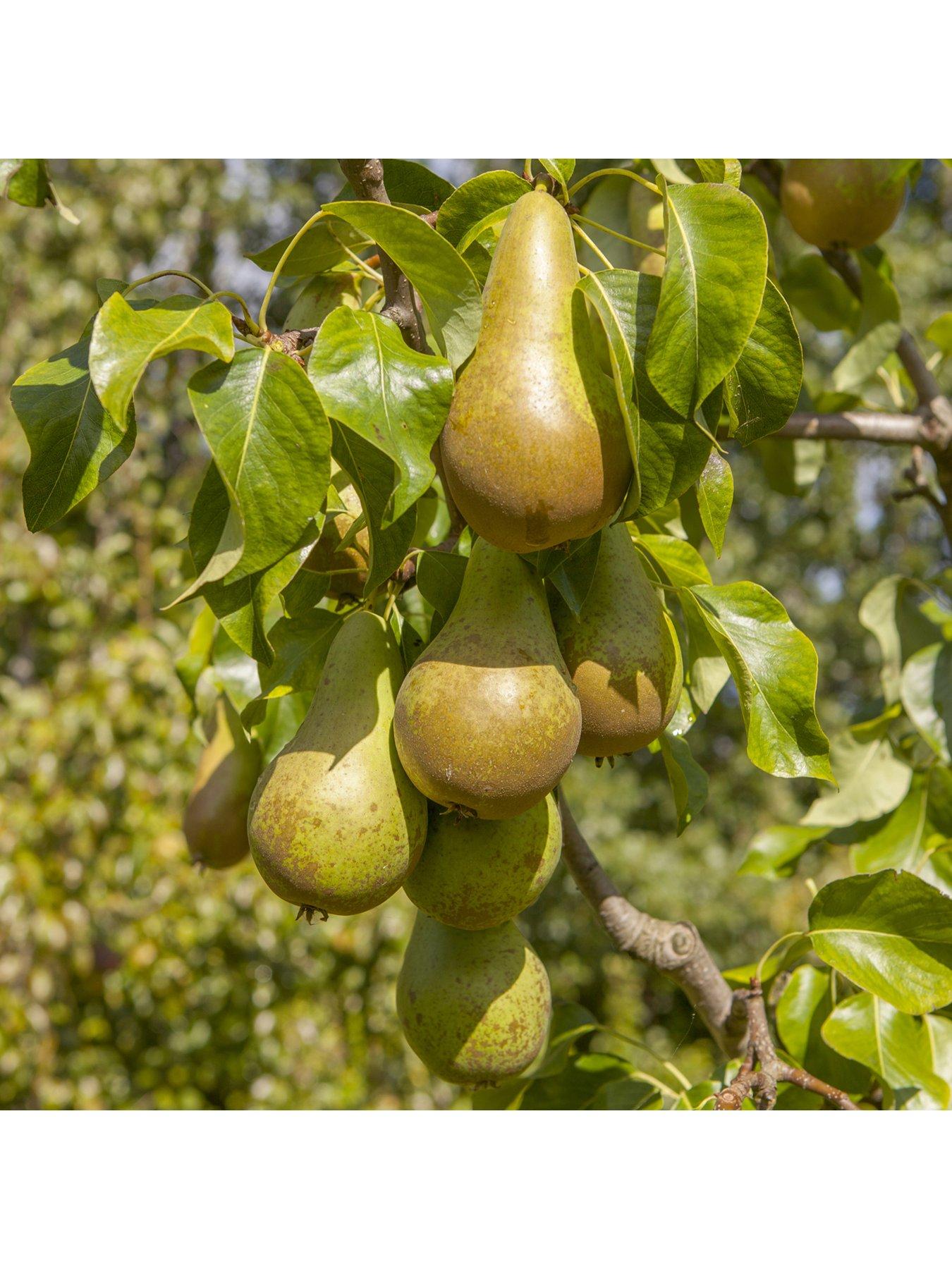 Image 1 of 5 of You Garden Pear 'Conference' 5L