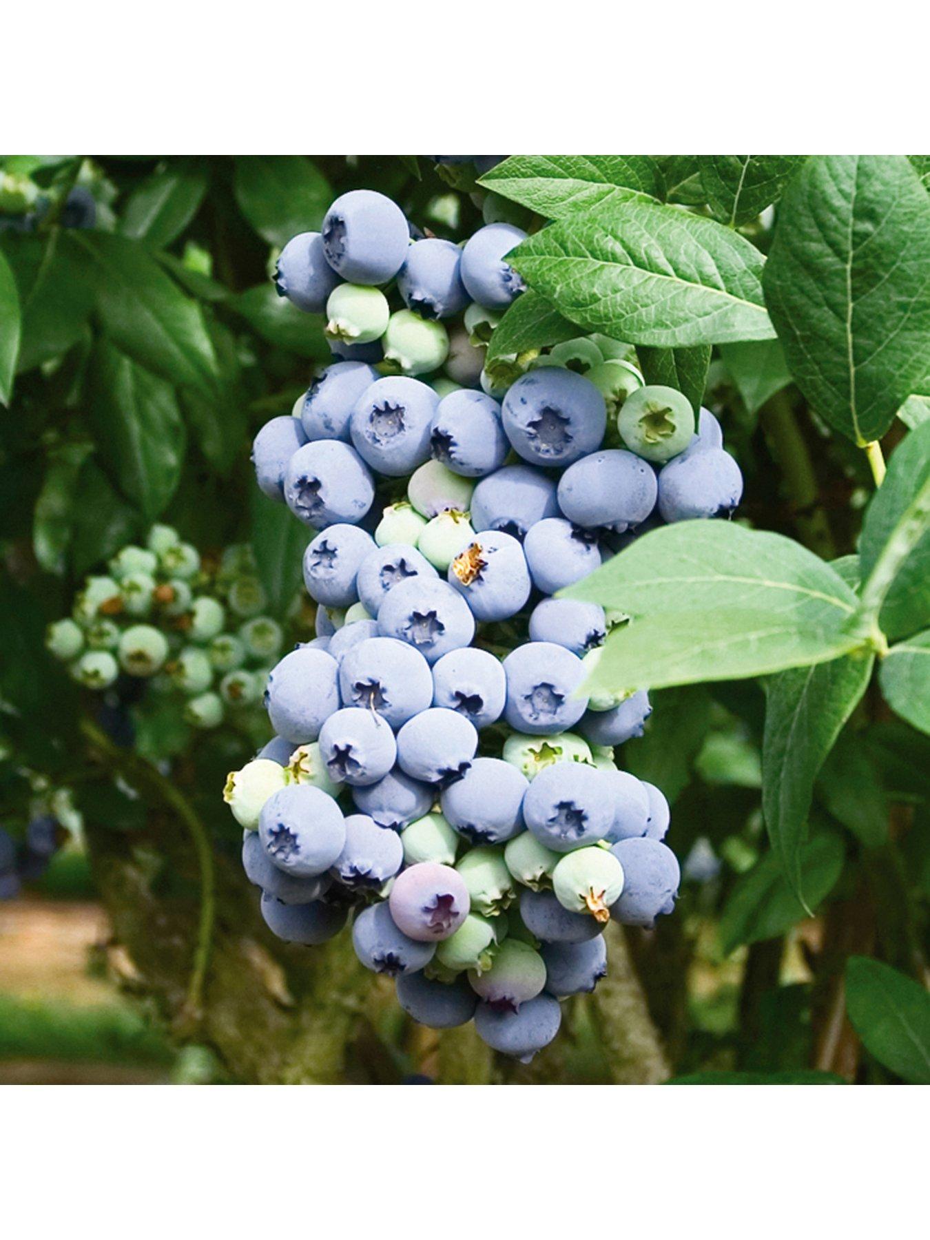 The Complete Blueberry Growing Kit very.co.uk