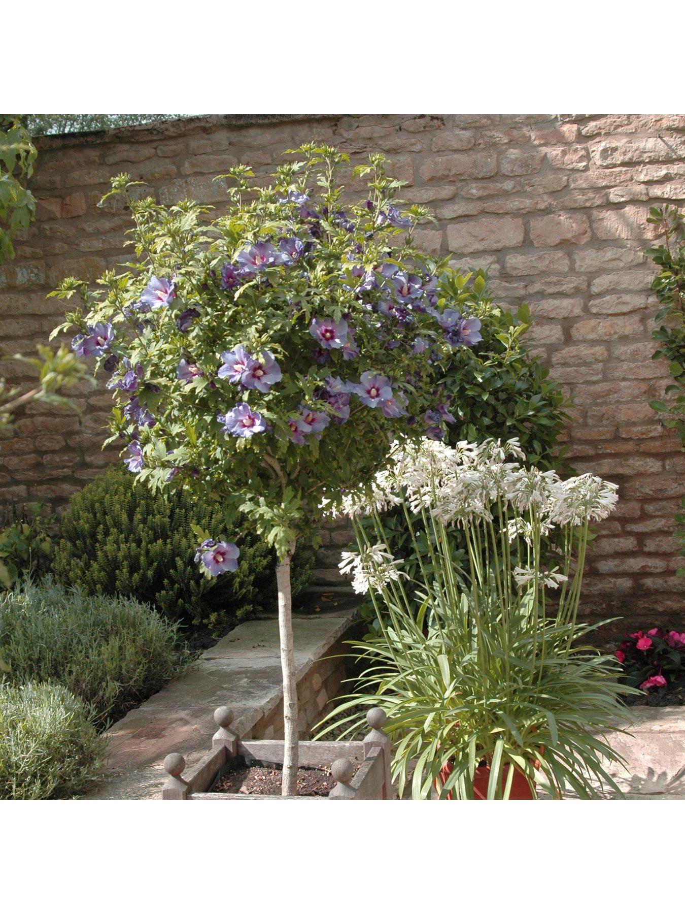 Product photograph of You Garden Standard Hibiscus Marina Blue 3l from very.co.uk