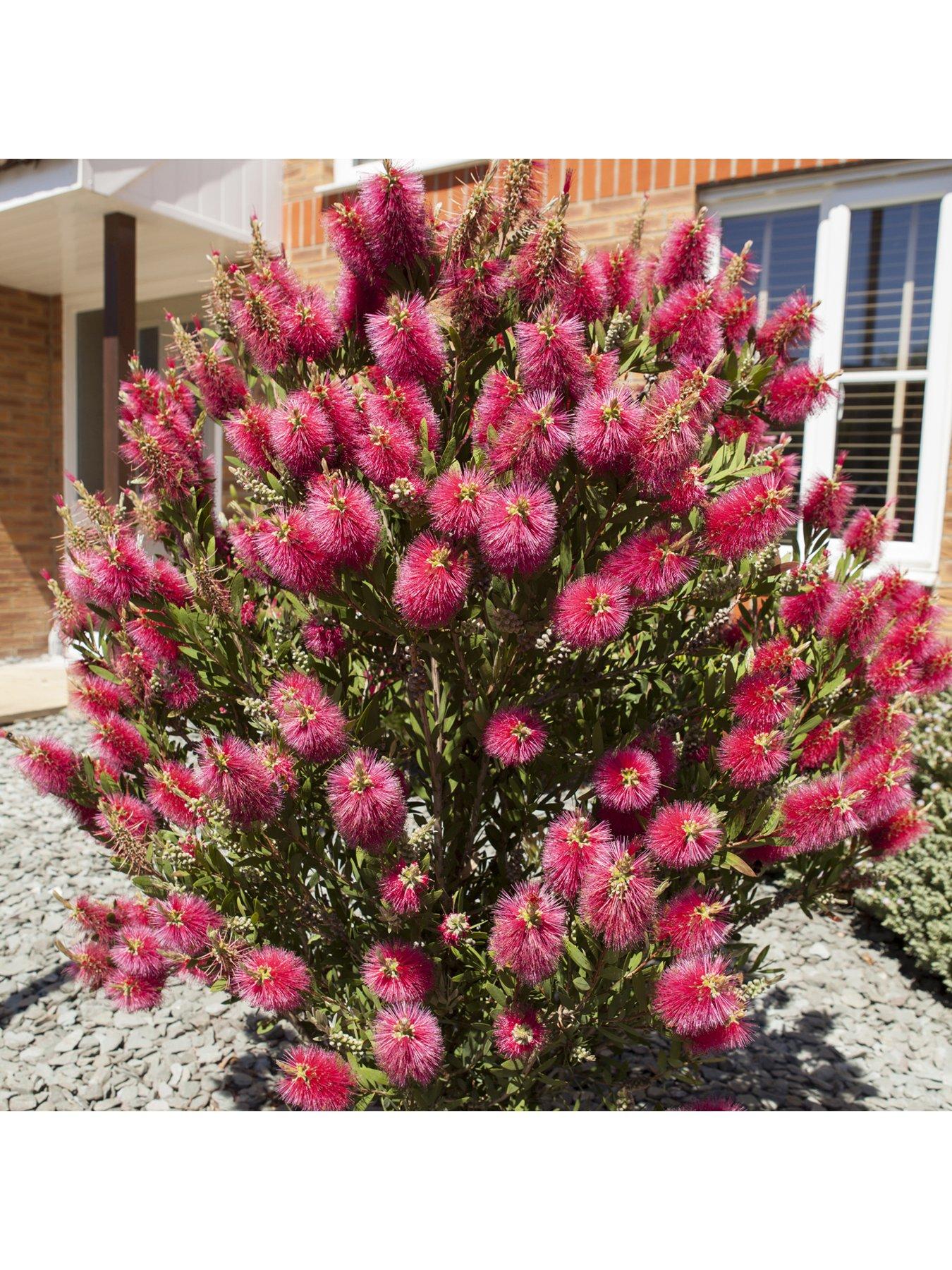 Product photograph of Callistemon Viminalis Hot Pink 3l from very.co.uk