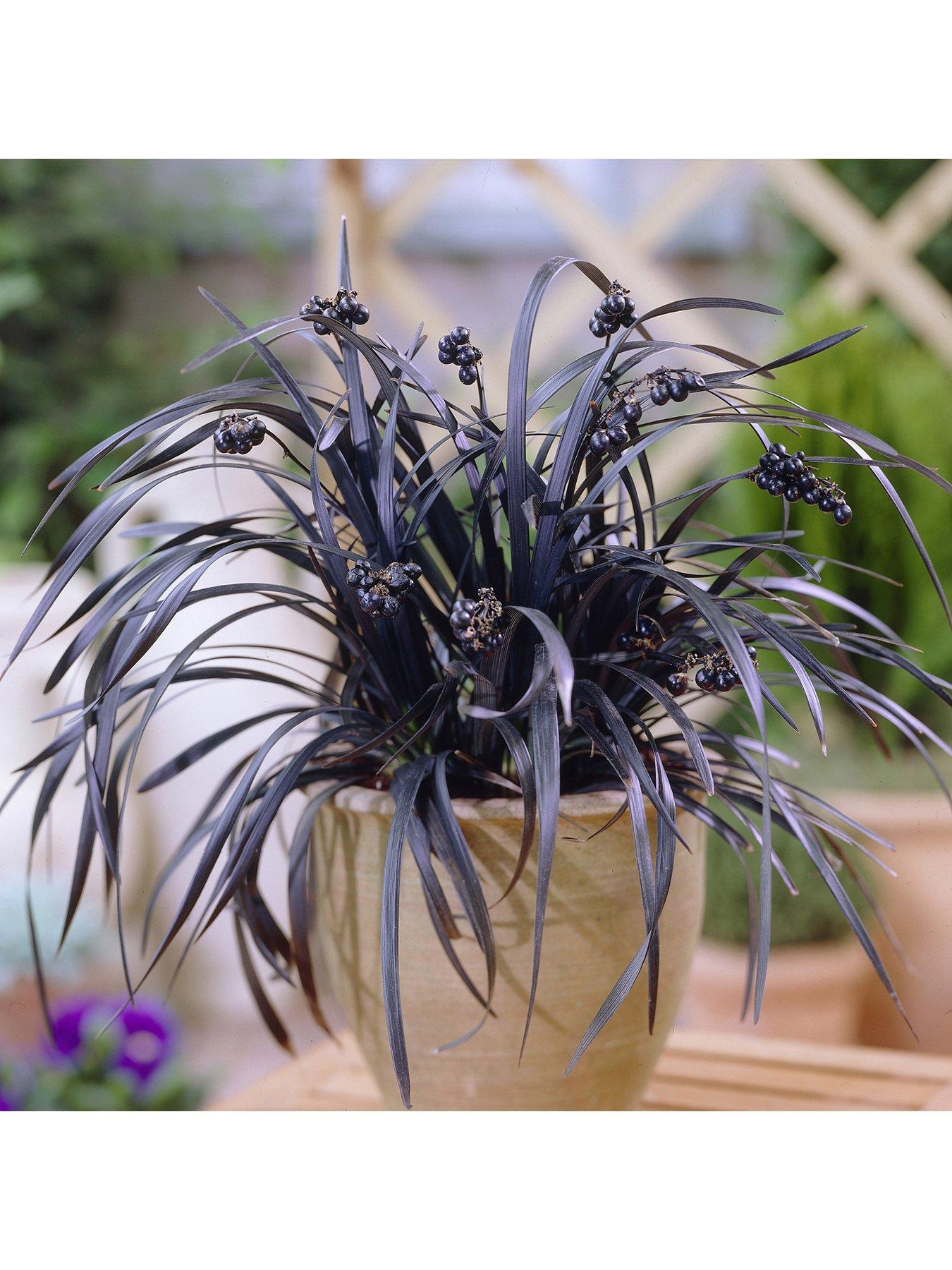 Product photograph of Ophiopogon Black Dragon Grass from very.co.uk