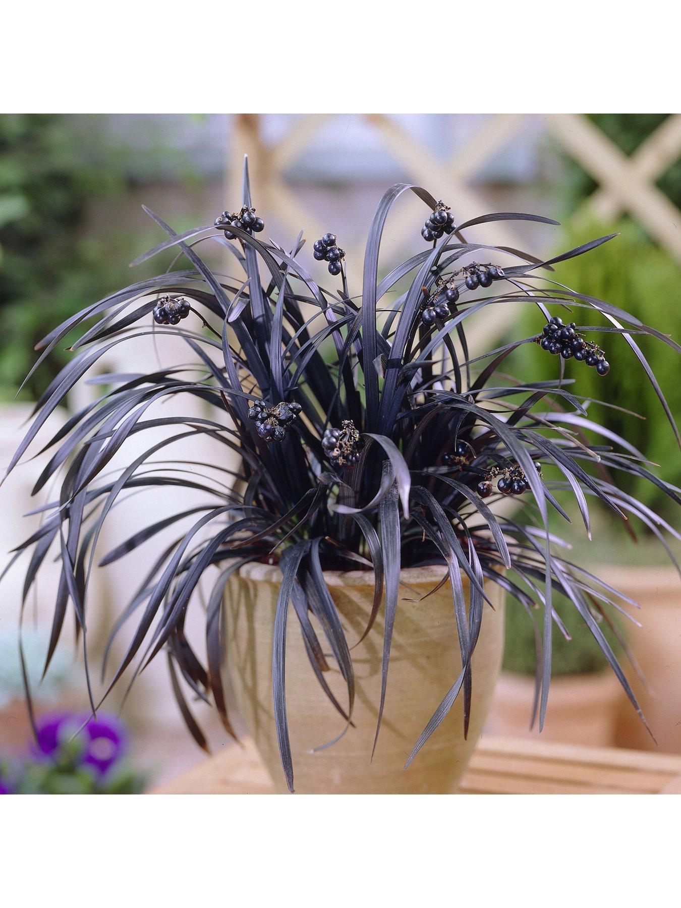 Product photograph of You Garden Ophiopogon Black Dragon Grass from very.co.uk
