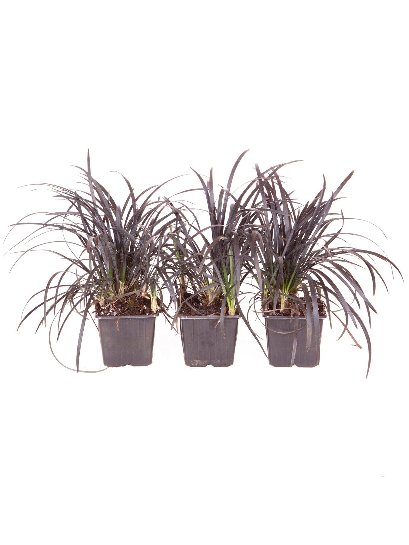 Image 3 of 3 of You Garden Ophiopogon Black Dragon Grass