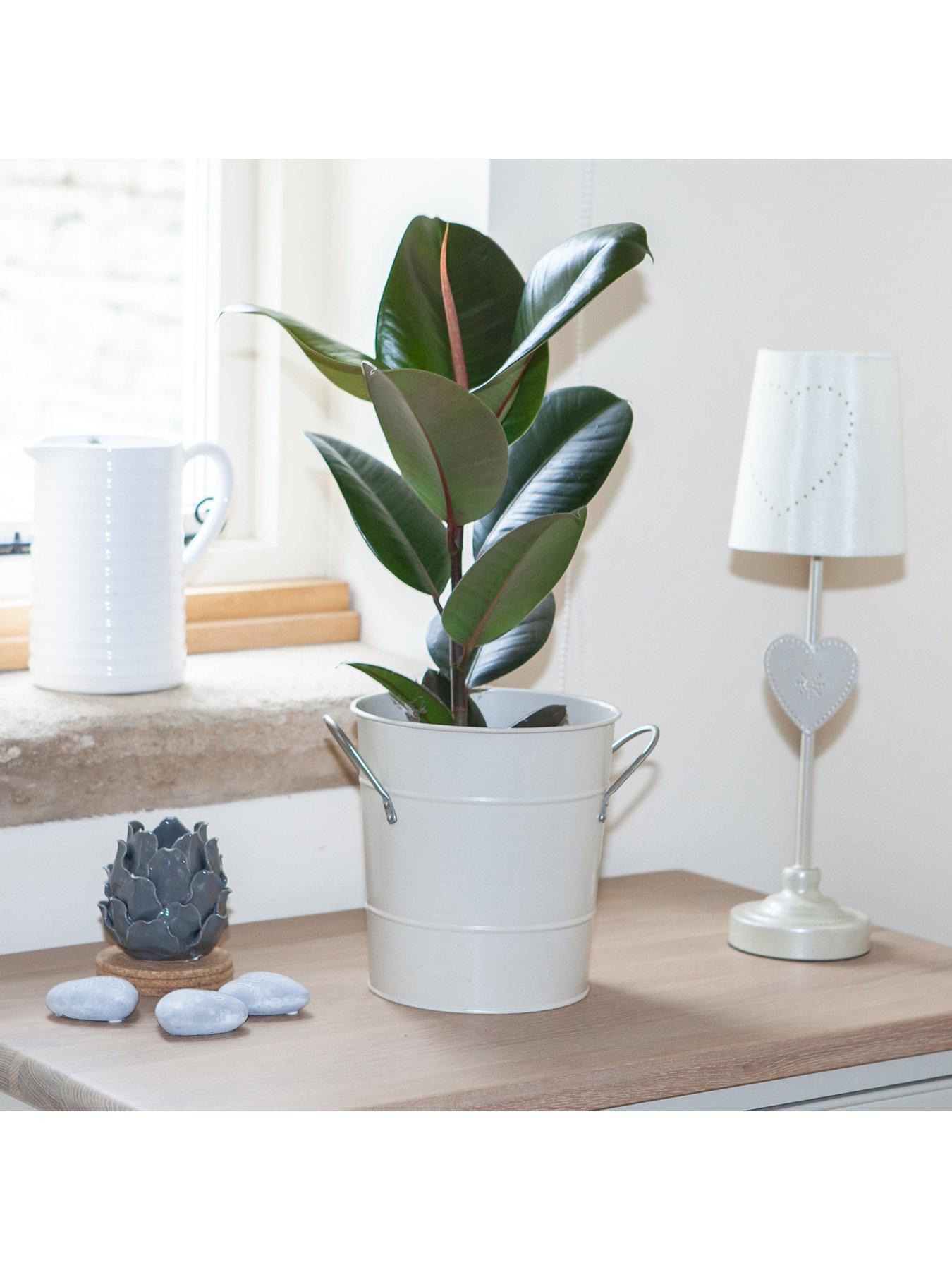 Product photograph of Rubber Plant Ficus Elastica Robusta from very.co.uk