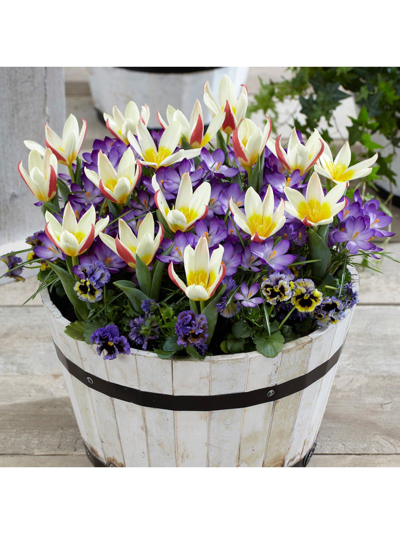 Image 1 of 1 of You Garden First Spring Tulip and Crocus Mix 24 bulbs