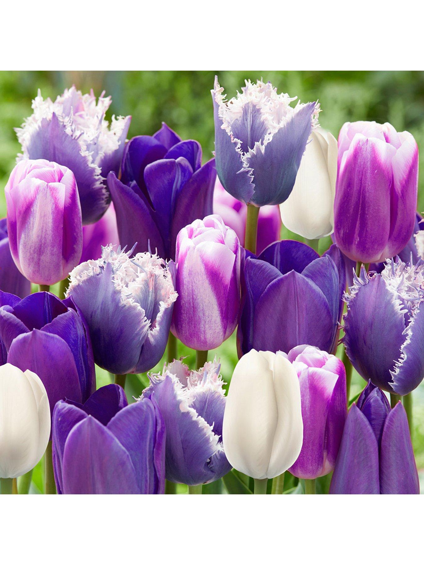 Image 1 of 1 of You Garden Paradise Purple Tulip Mix 20 bulbs