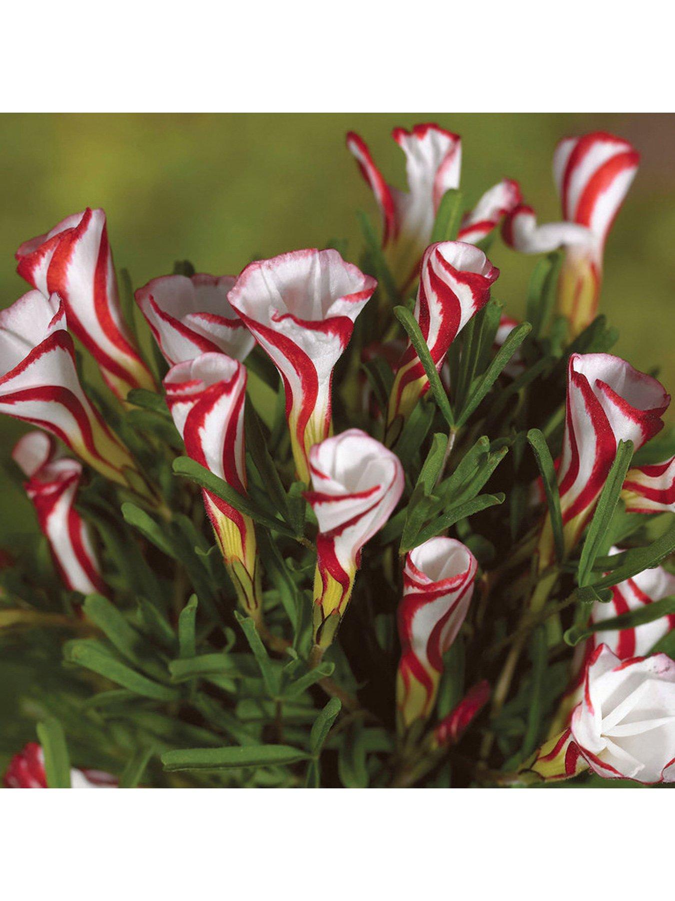 You Garden Oxalis versicolour bulbs - pack of 10