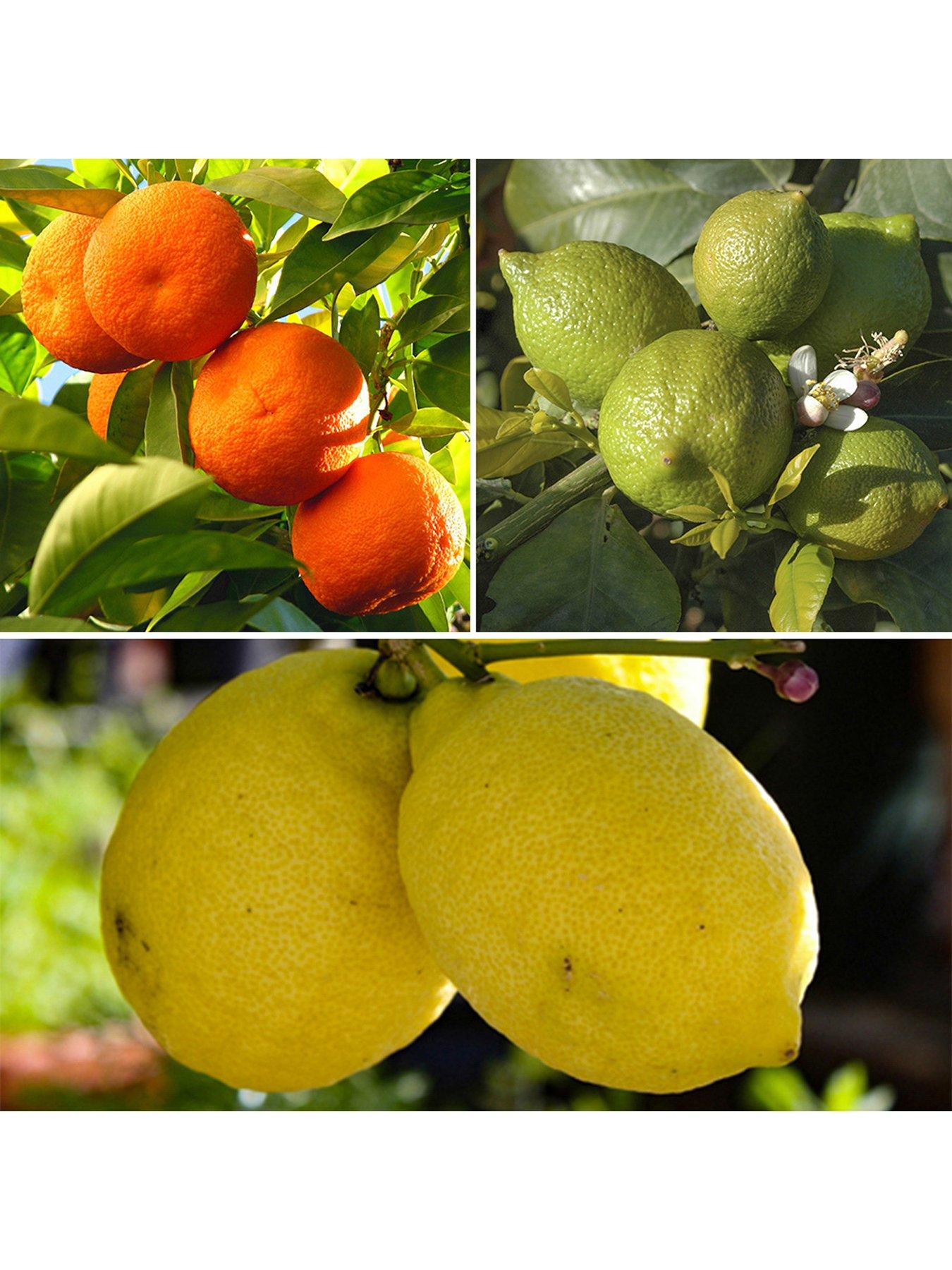 Image 1 of 5 of You Garden Citrus Grove Collection 3 x 9cm plants