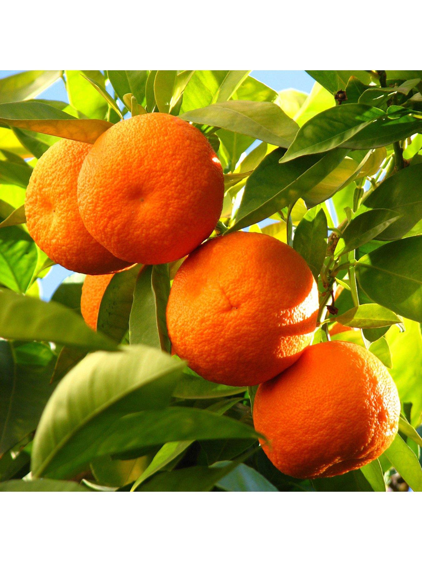Image 2 of 5 of You Garden Citrus Grove Collection 3 x 9cm plants