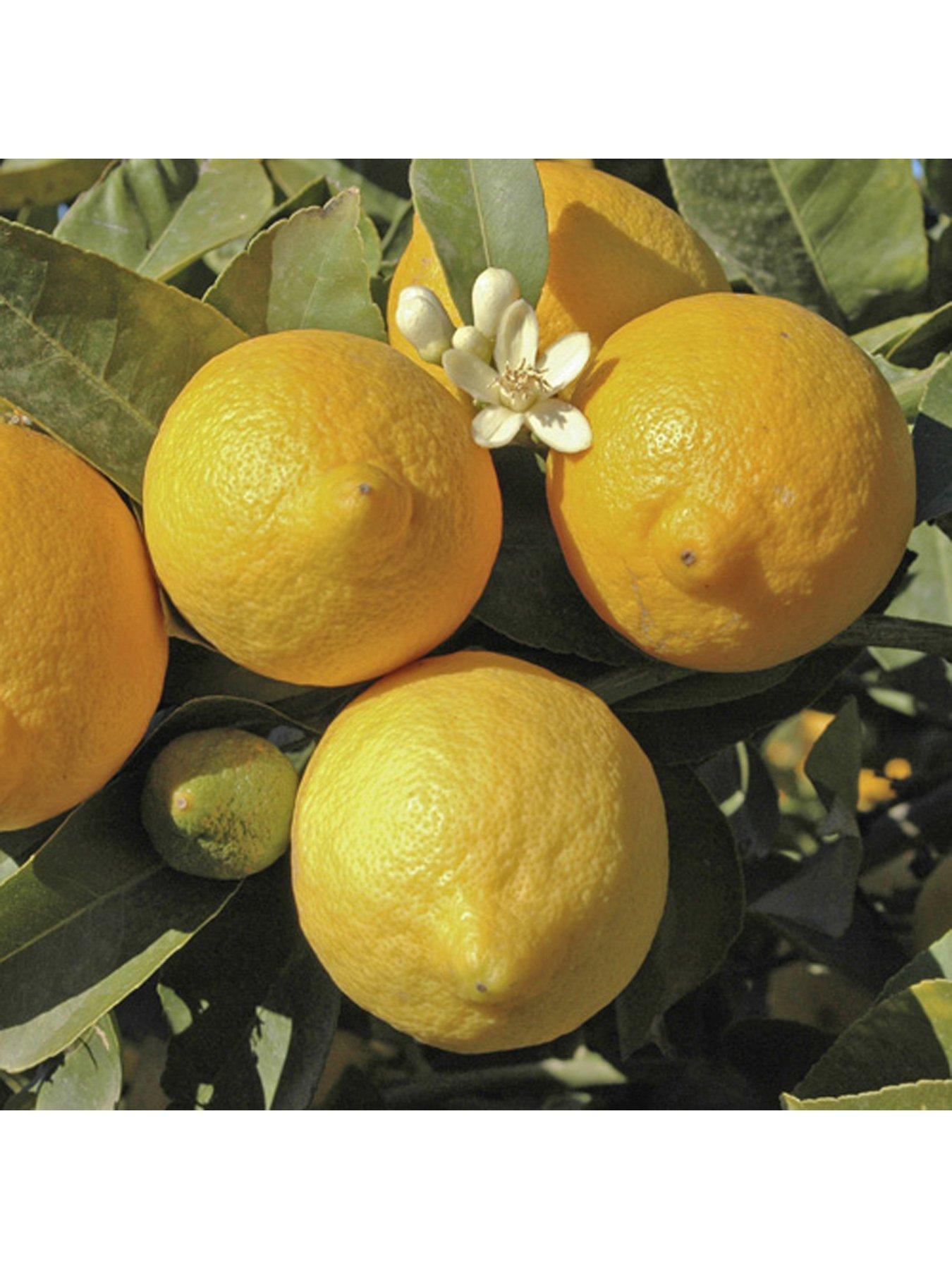 Image 3 of 5 of You Garden Citrus Grove Collection 3 x 9cm plants