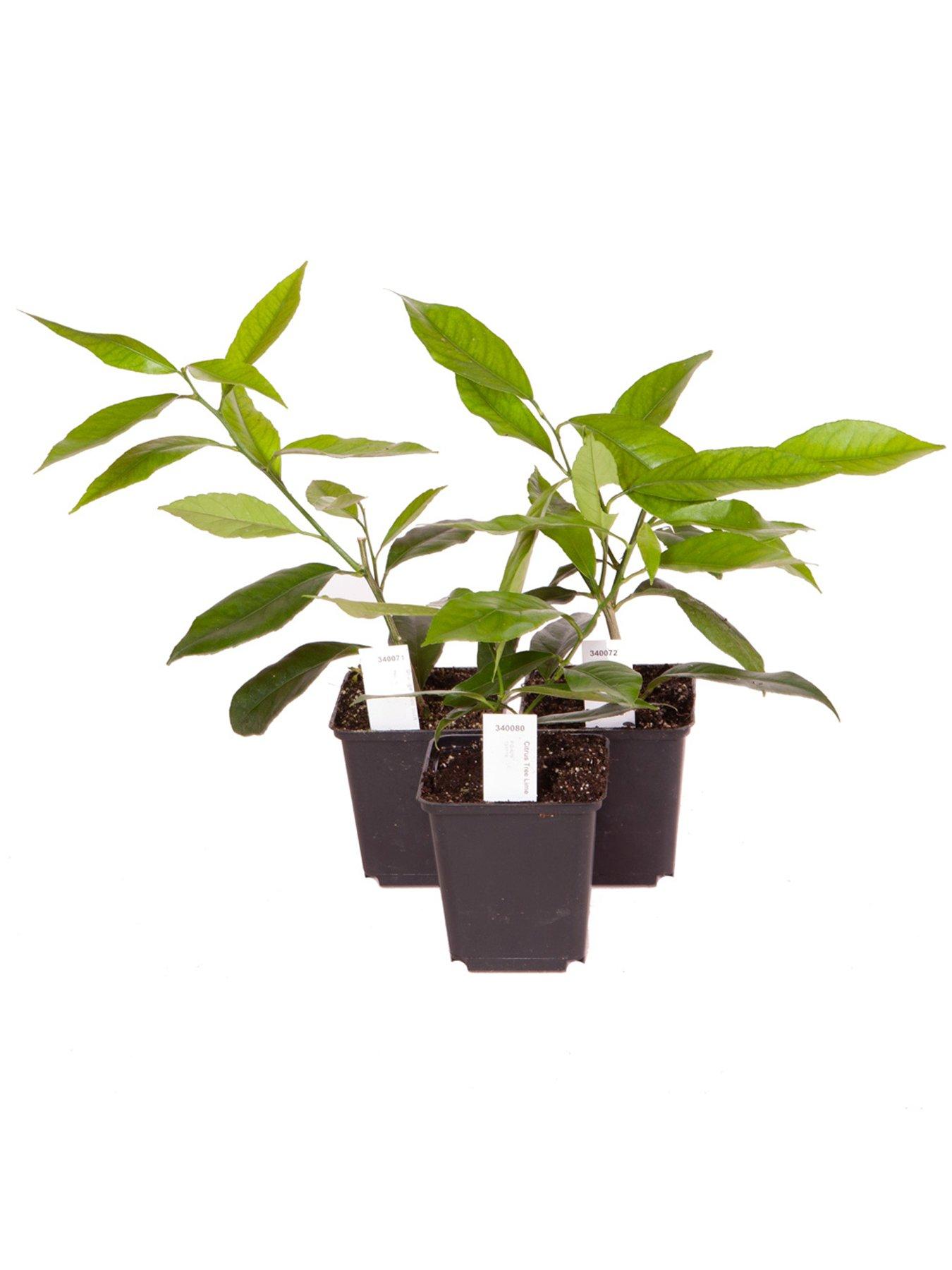 Image 5 of 5 of You Garden Citrus Grove Collection 3 x 9cm plants