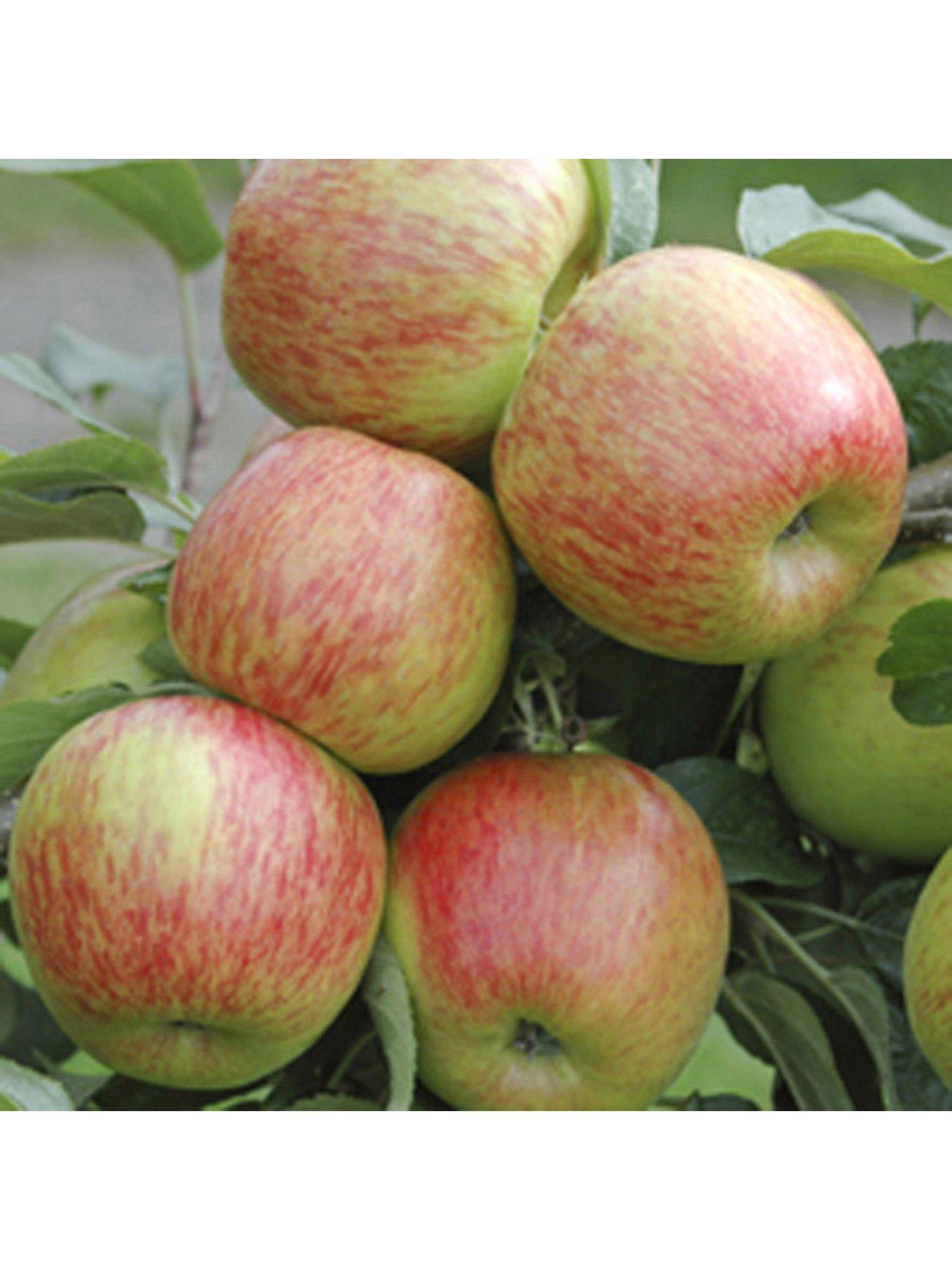 undefined Apple 'Braeburn' 5L potted tree