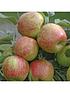  image of apple-braeburn-5l-potted-tree