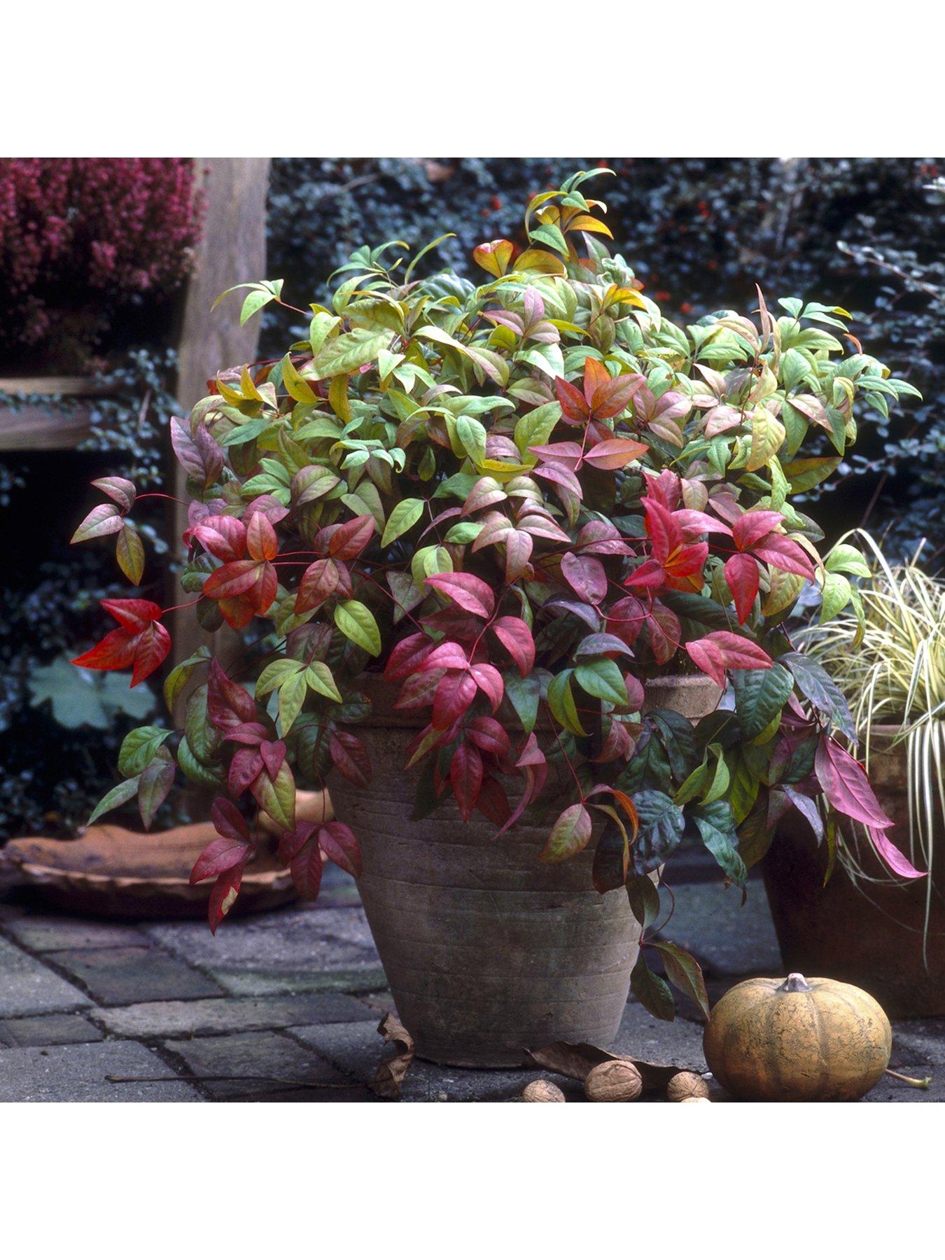 Image 1 of 5 of You Garden Nandina 'Firepower' 2L