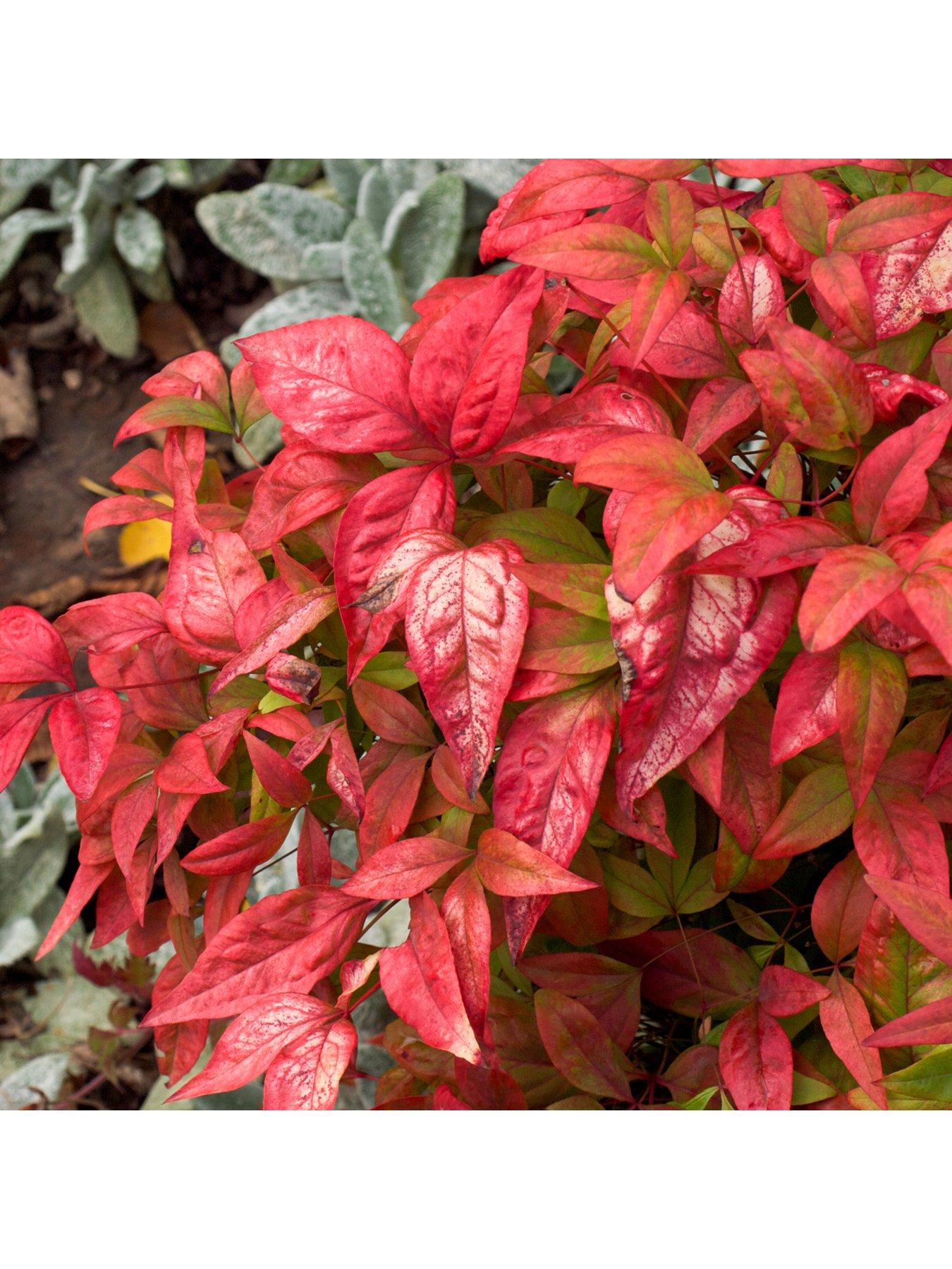Image 2 of 5 of You Garden Nandina 'Firepower' 2L