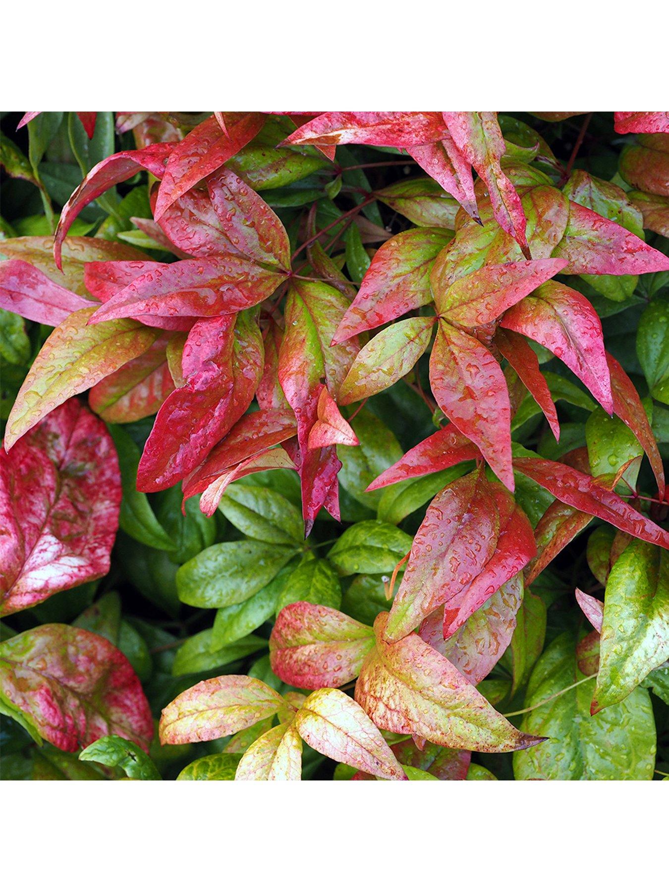Image 3 of 5 of You Garden Nandina 'Firepower' 2L