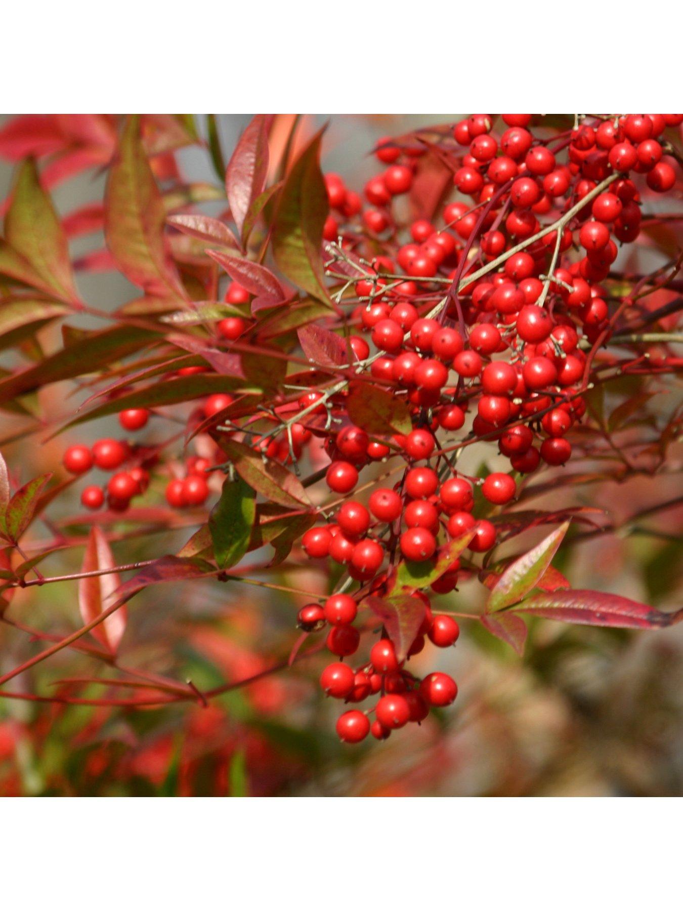 Image 4 of 5 of You Garden Nandina 'Firepower' 2L