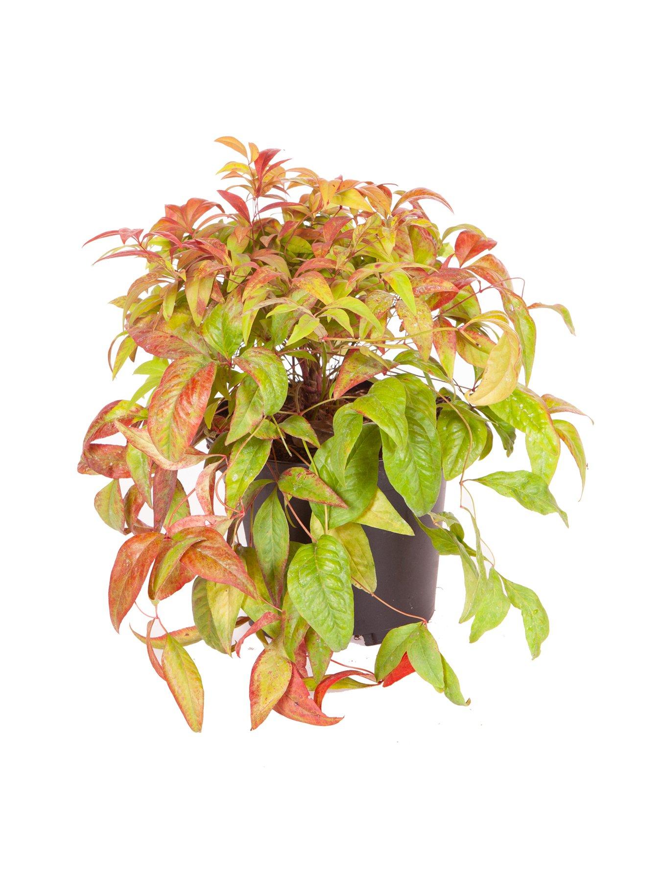Image 5 of 5 of You Garden Nandina 'Firepower' 2L