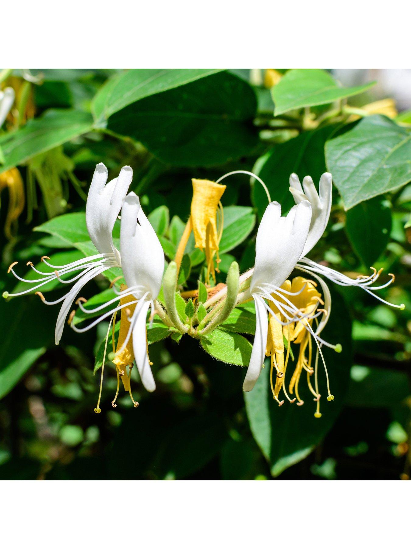 You Garden Lonicera 'Honey Baby' 3L