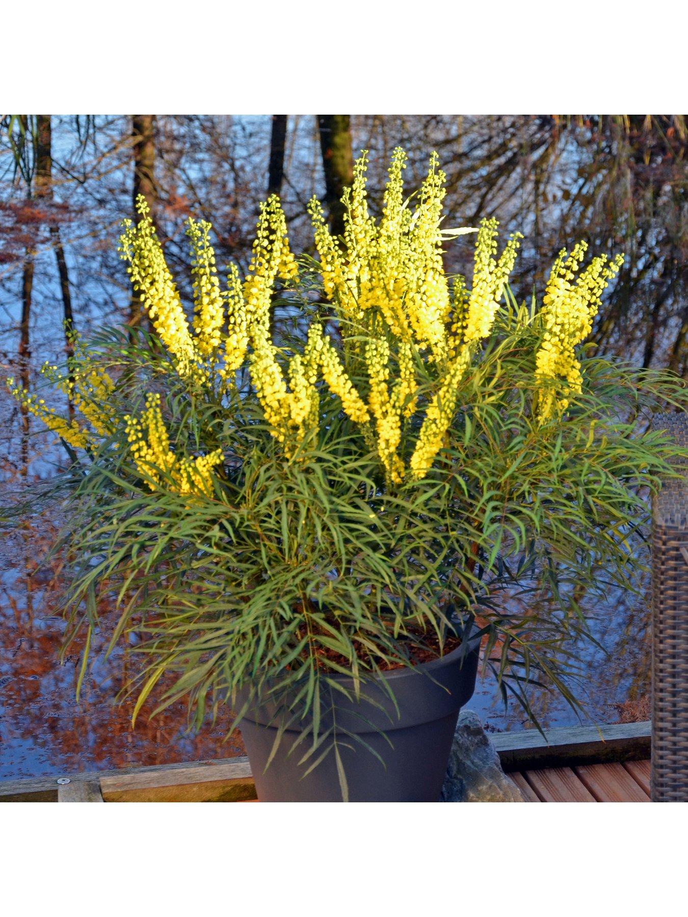 Product photograph of You Garden Mahonia Eurybracteata Soft Caress 19cm Pot from very.co.uk