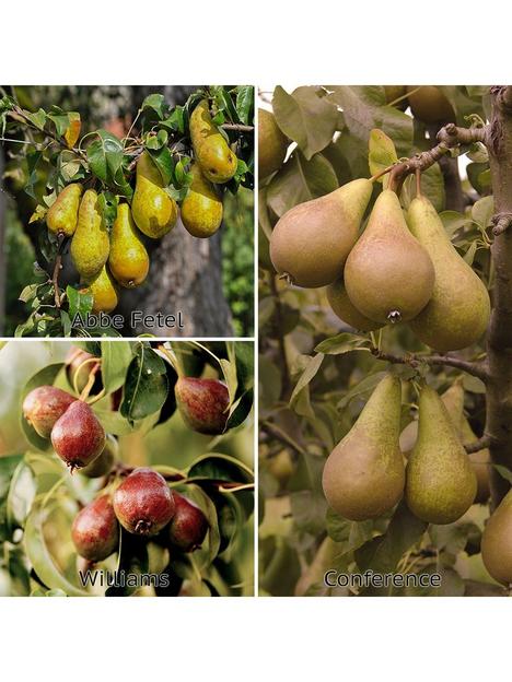 you-garden-three-variety-family-pear-tree-3l-potted