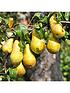  image of you-garden-three-variety-family-pear-tree-3l-potted
