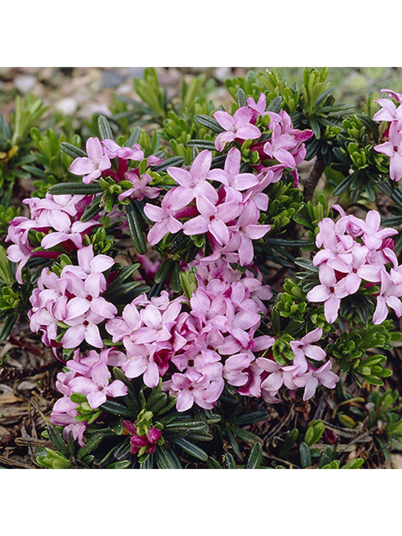 Product photograph of You Garden Daphne Pink Fragrance 2l from very.co.uk