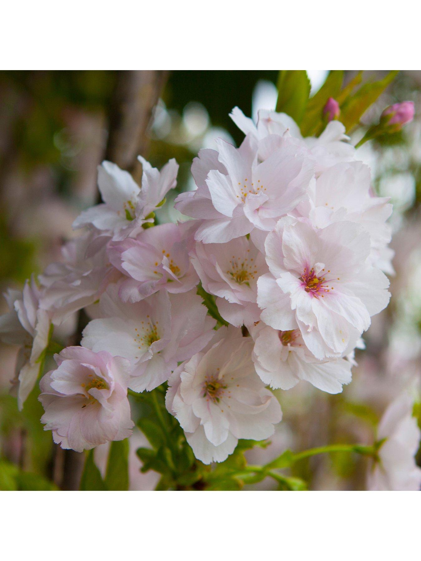 Image 1 of 5 of You Garden Flowering Cherry 'Amanogawa' 1-1.2M Tall Bare Root