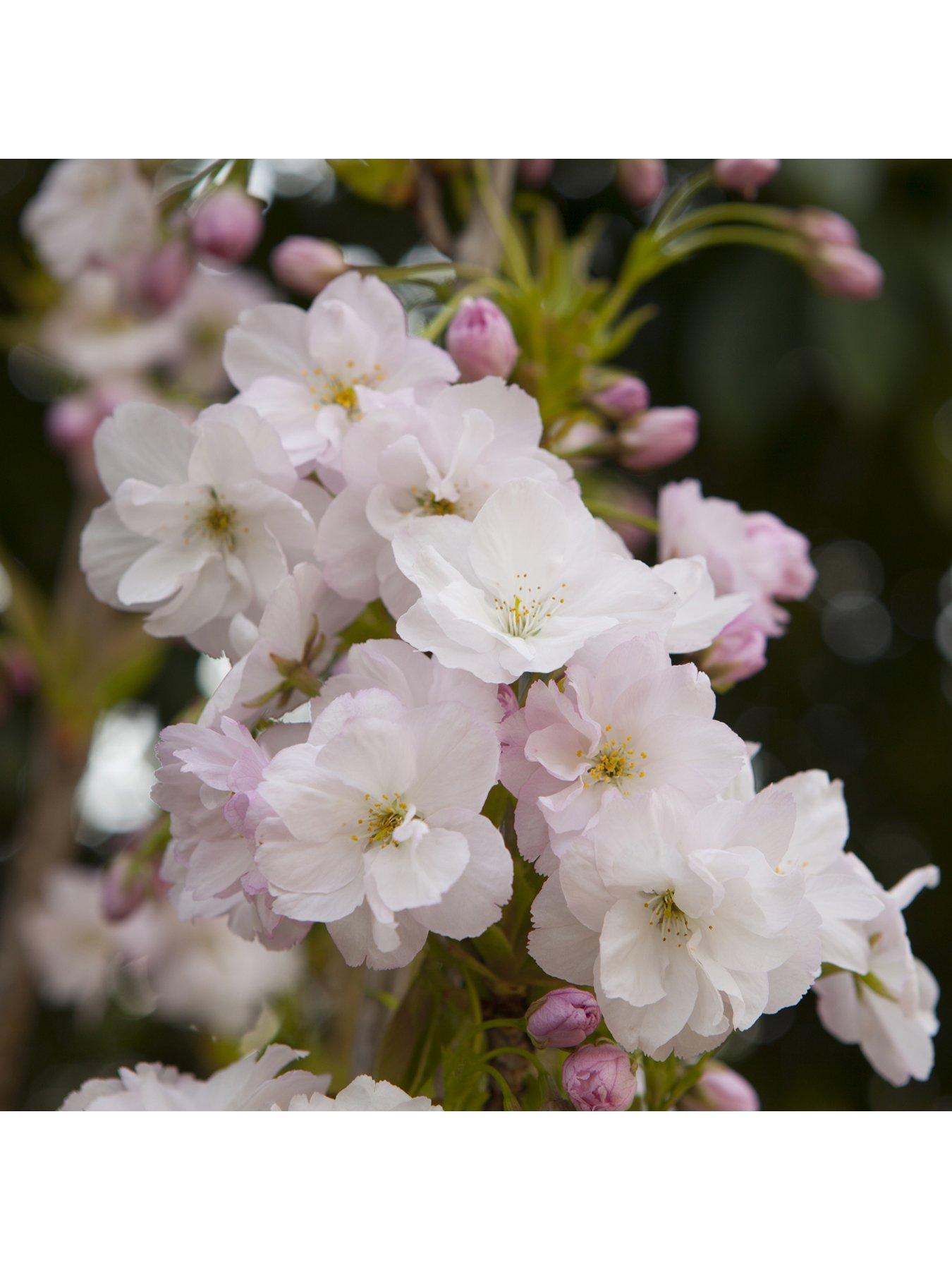Image 2 of 5 of You Garden Flowering Cherry 'Amanogawa' 1-1.2M Tall Bare Root