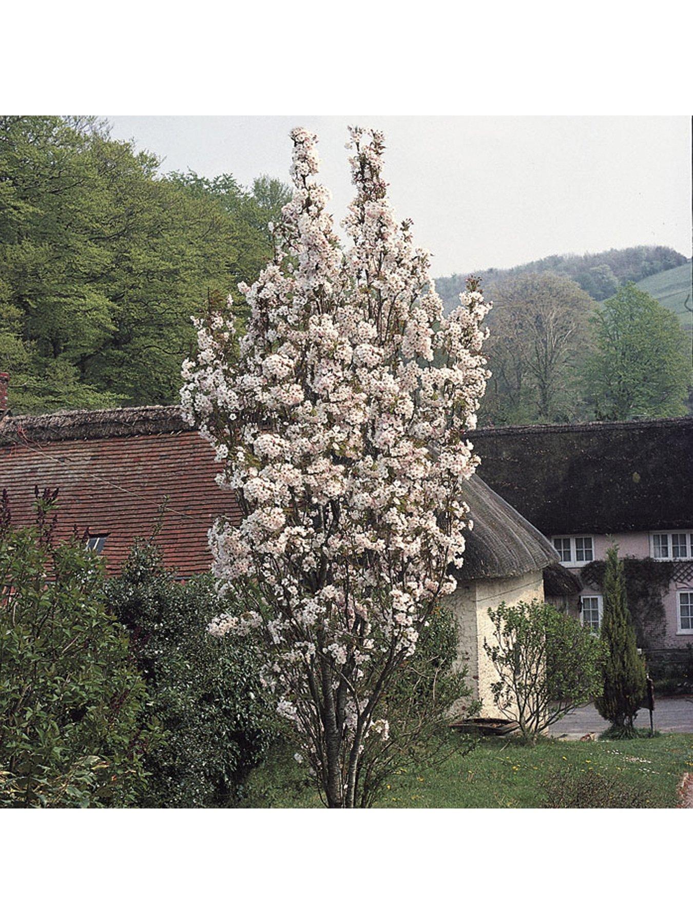 Image 3 of 5 of You Garden Flowering Cherry 'Amanogawa' 1-1.2M Tall Bare Root