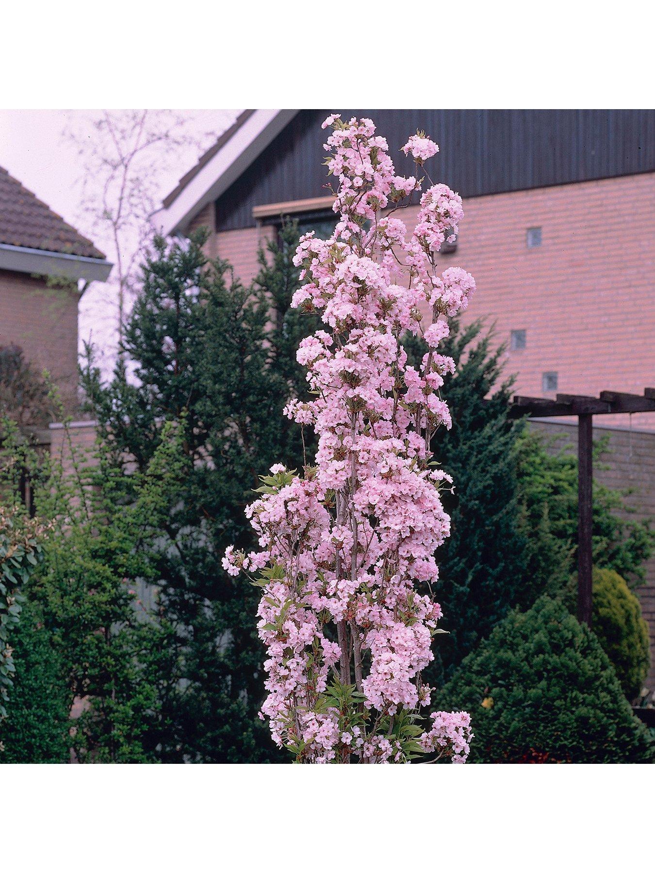Image 4 of 5 of You Garden Flowering Cherry 'Amanogawa' 1-1.2M Tall Bare Root
