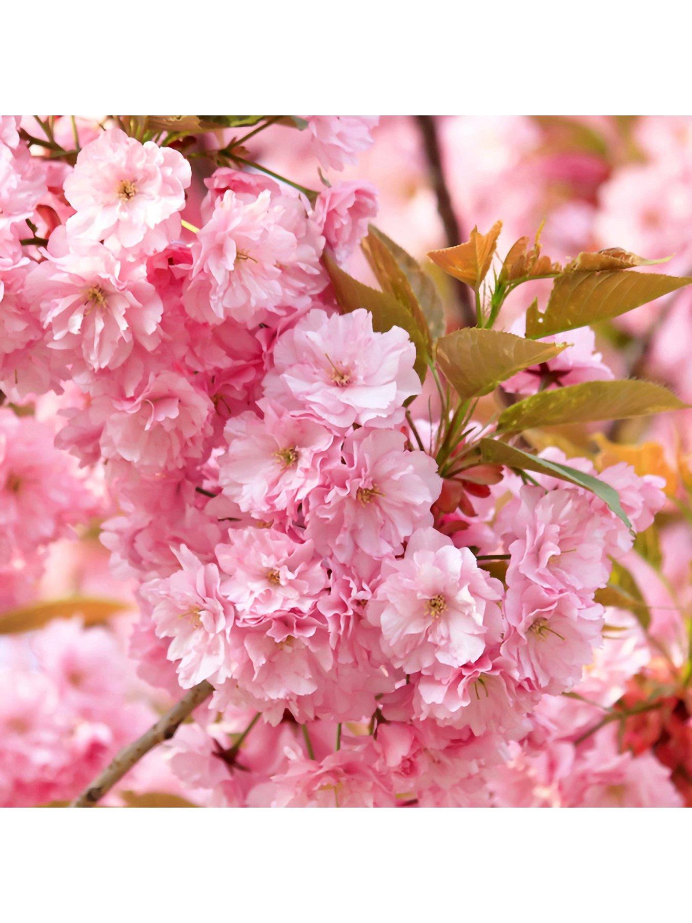 Product photograph of You Garden Flowering Cherry Kanzan Tree 0 85-1 15m Tall Bare Root from very.co.uk