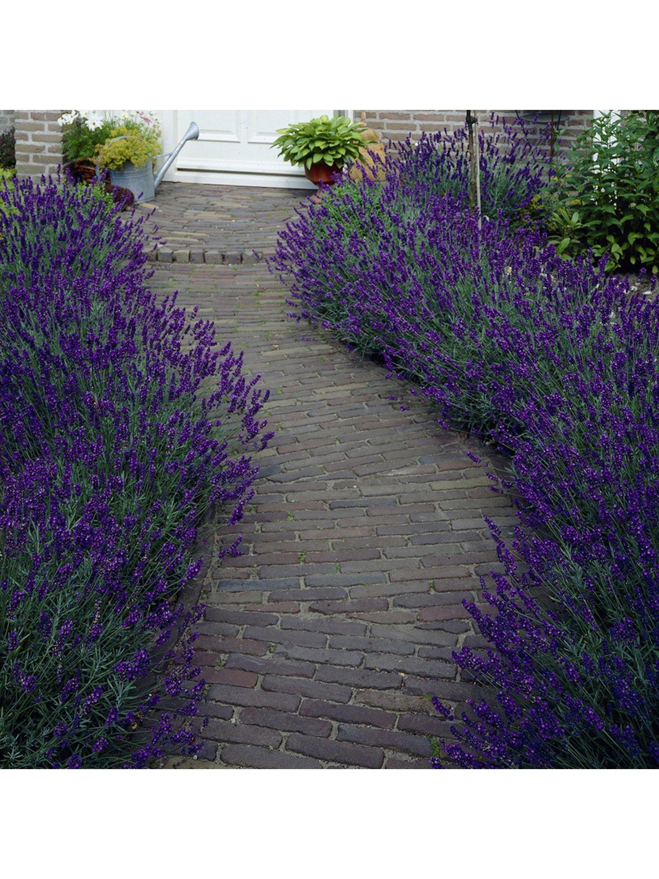Product photograph of Hedging Lavender Hidcote 10 X 9cm Pot from very.co.uk