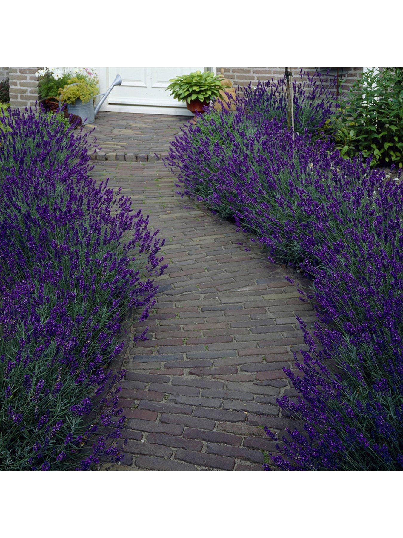 undefined Hedging Lavender Hidcote 10 x 9cm Pot
