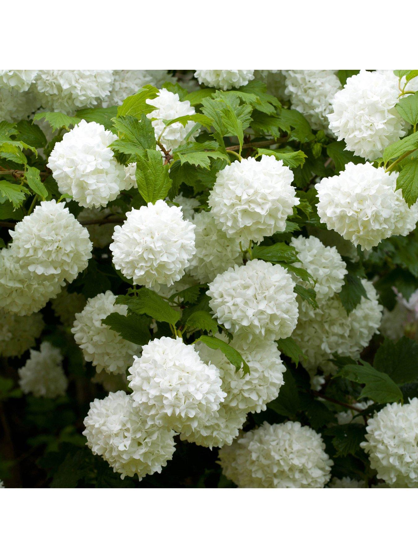 Product photograph of Viburnum Opulus Roseum 3l from very.co.uk