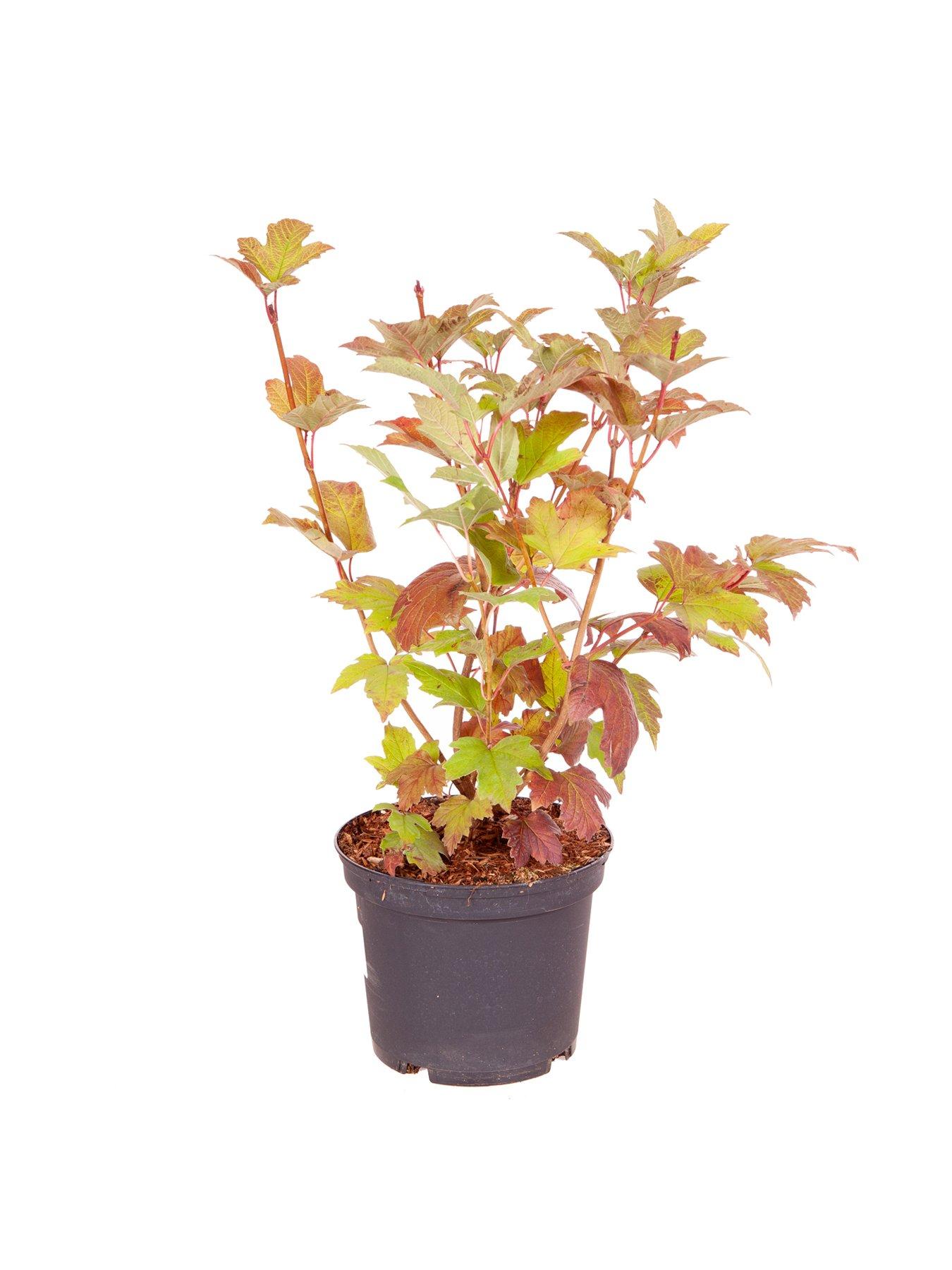 Image 3 of 3 of You Garden Viburnum Opulus 'Roseum' 3L