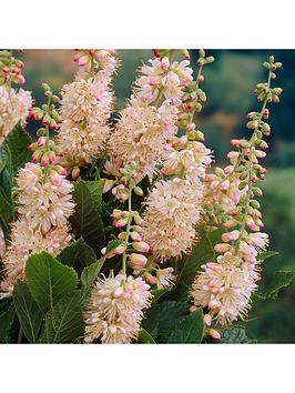 Product photograph of Clethra Alnifolia Pink Spire 3l from very.co.uk