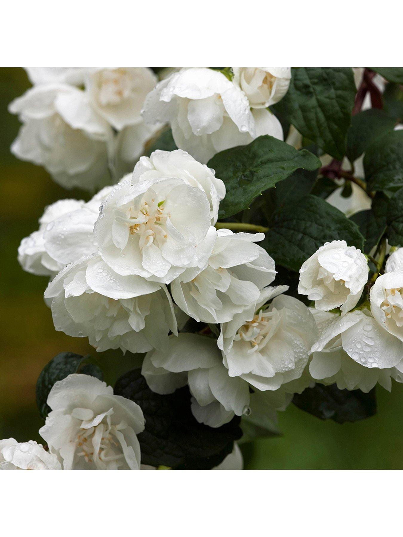 Product photograph of You Garden Philadelphus Virginal 3l Pot from very.co.uk