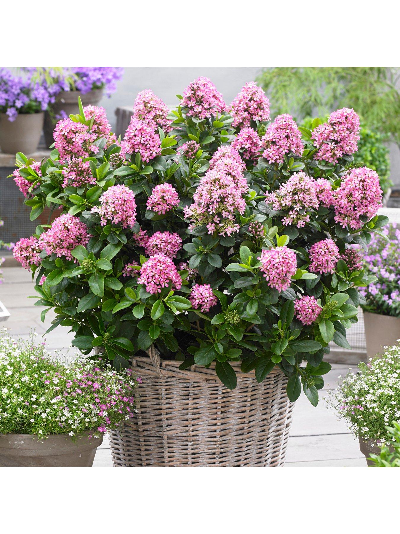 Image 1 of 3 of You Garden Escallonia laevis 'Pink Elle' 2L