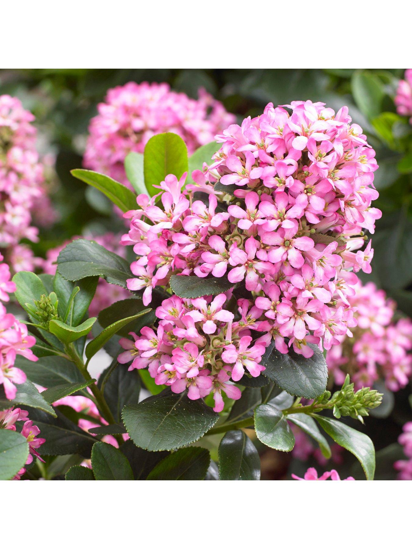 Image 2 of 3 of You Garden Escallonia laevis 'Pink Elle' 2L