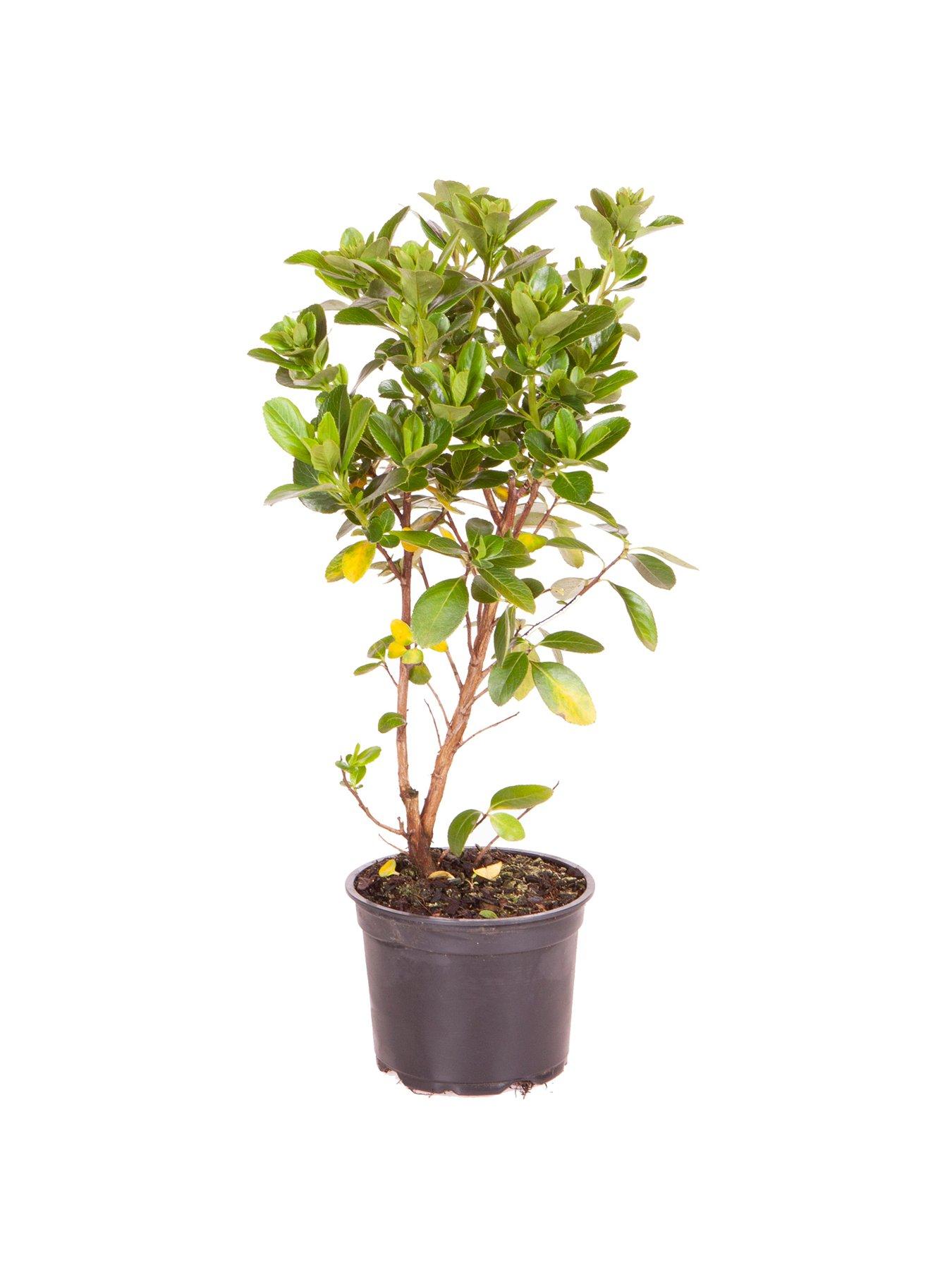 Image 3 of 3 of You Garden Escallonia laevis 'Pink Elle' 2L