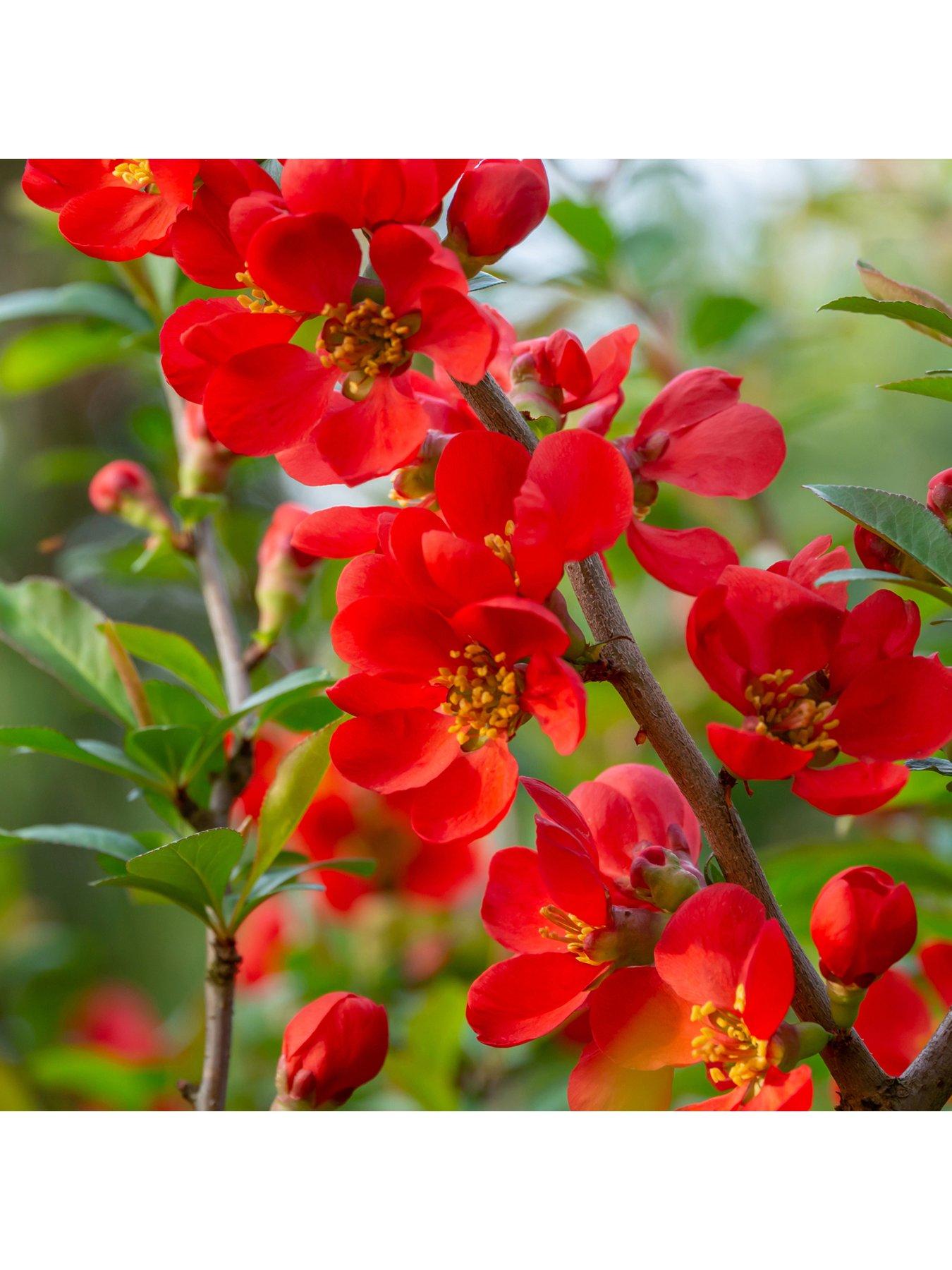 Image 1 of 3 of You Garden Chaenomeles sup. 'Orange Trail' 2L