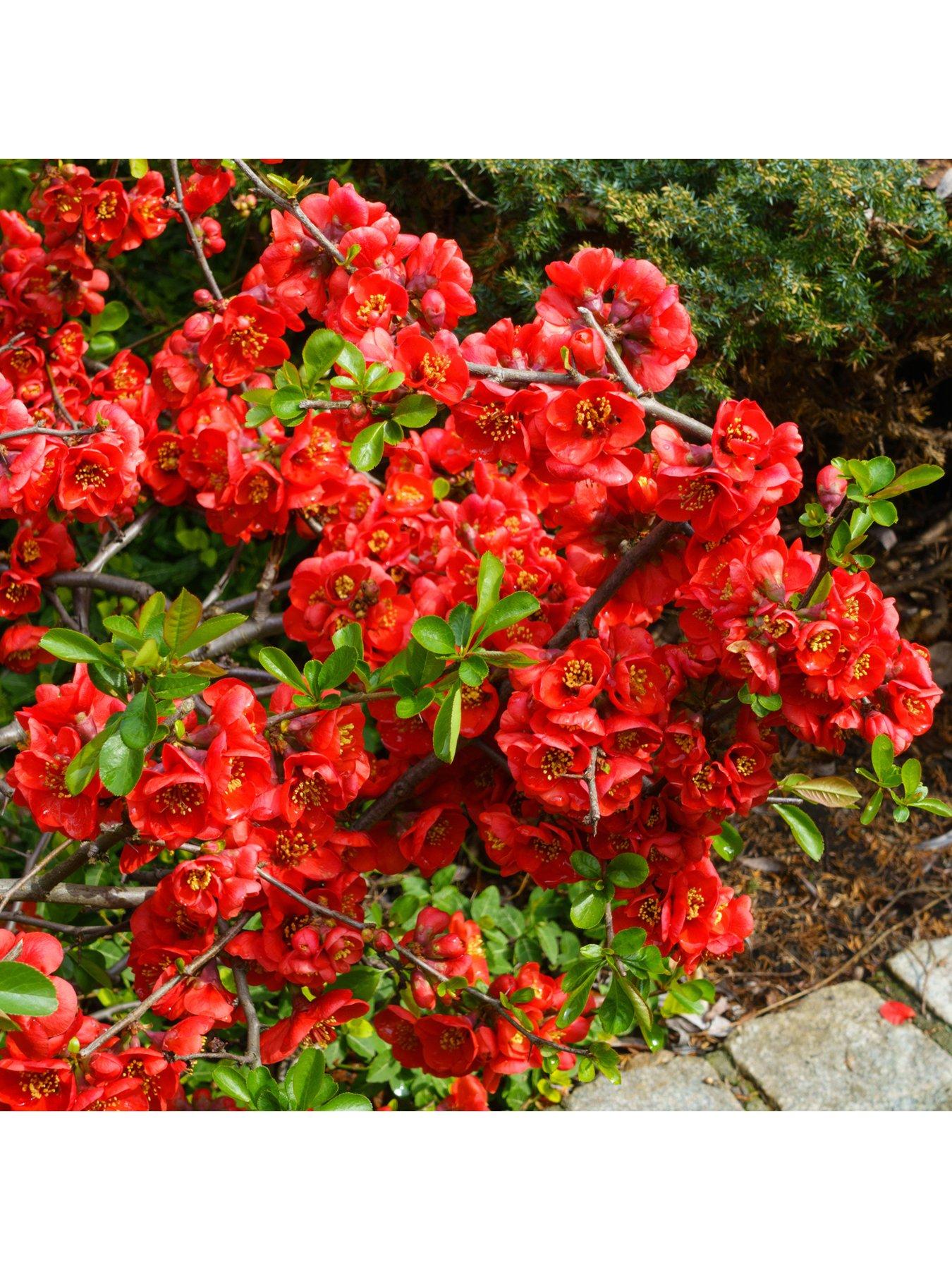 Image 2 of 3 of You Garden Chaenomeles sup. 'Orange Trail' 2L