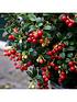  image of you-garden-vaccinium-vitis-idaea-miss-cherry-2l
