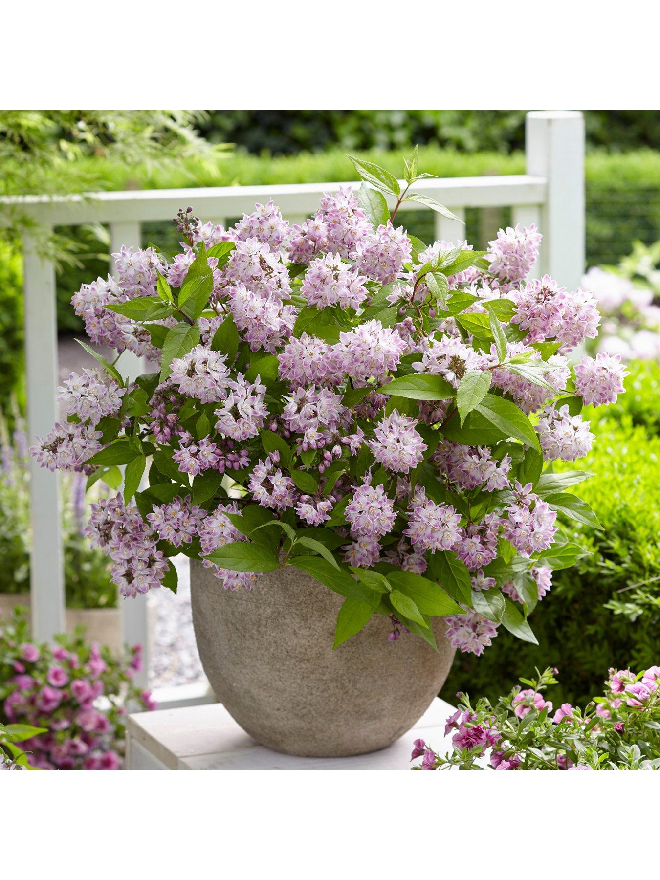 Image 1 of 5 of You Garden Deutzia hybrida 'Rasberry Sundae' 3L