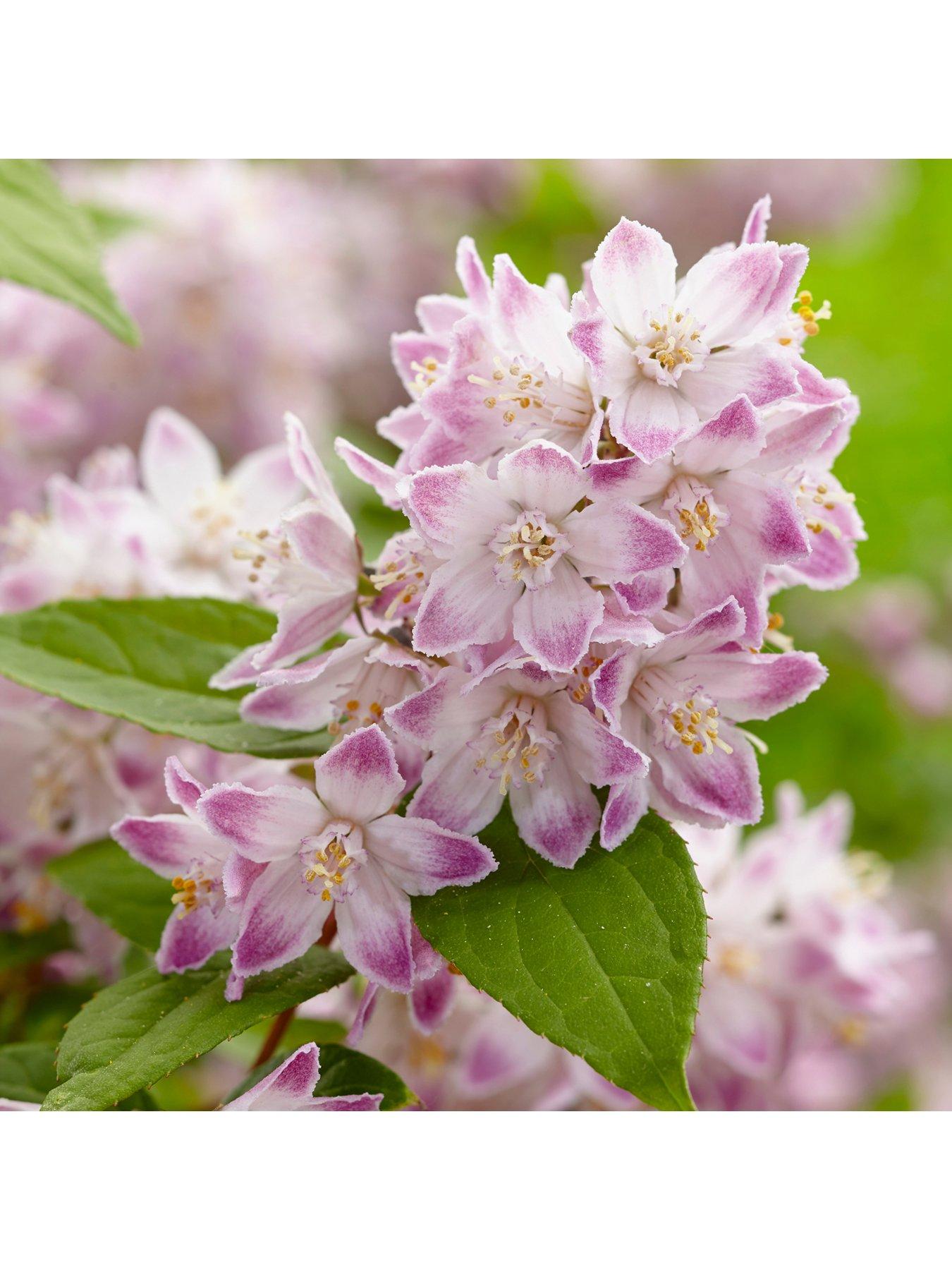 Image 2 of 5 of You Garden Deutzia hybrida 'Rasberry Sundae' 3L