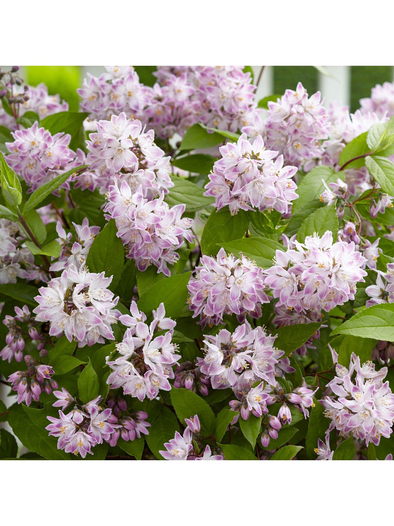 Image 3 of 5 of You Garden Deutzia hybrida 'Rasberry Sundae' 3L